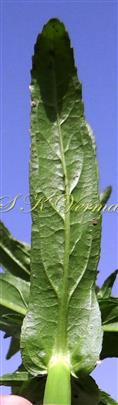  Leaf with amplexicaul base